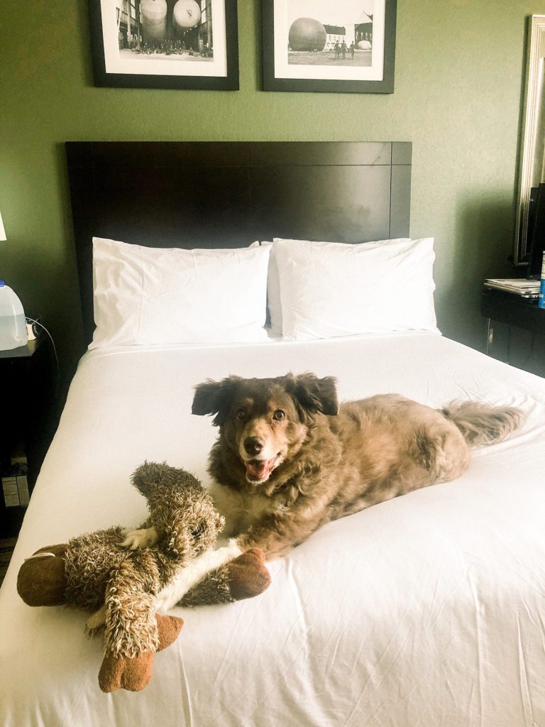 dog on hotel bed